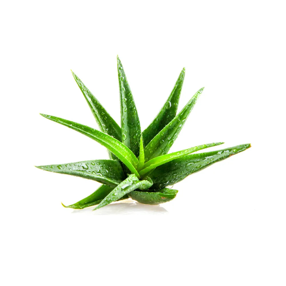 aloe vera fresh plant FRESH ALOEVERA | Natural & Organic