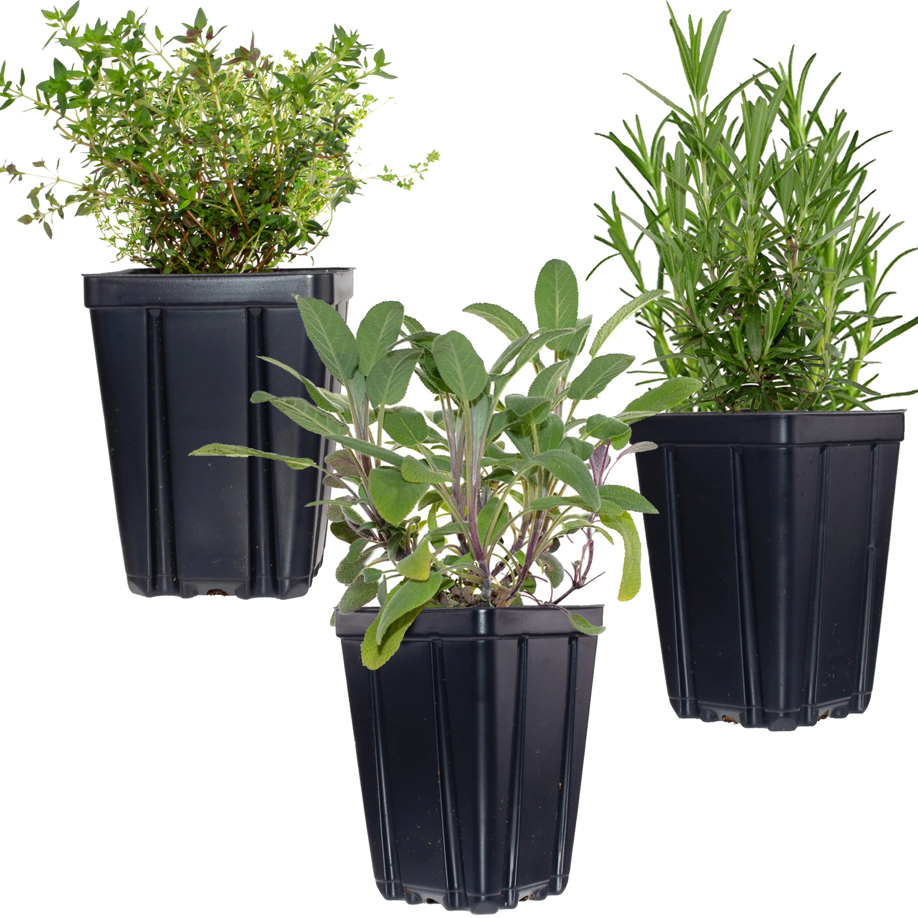 POTTED HERBS | Natural  &  Organic 