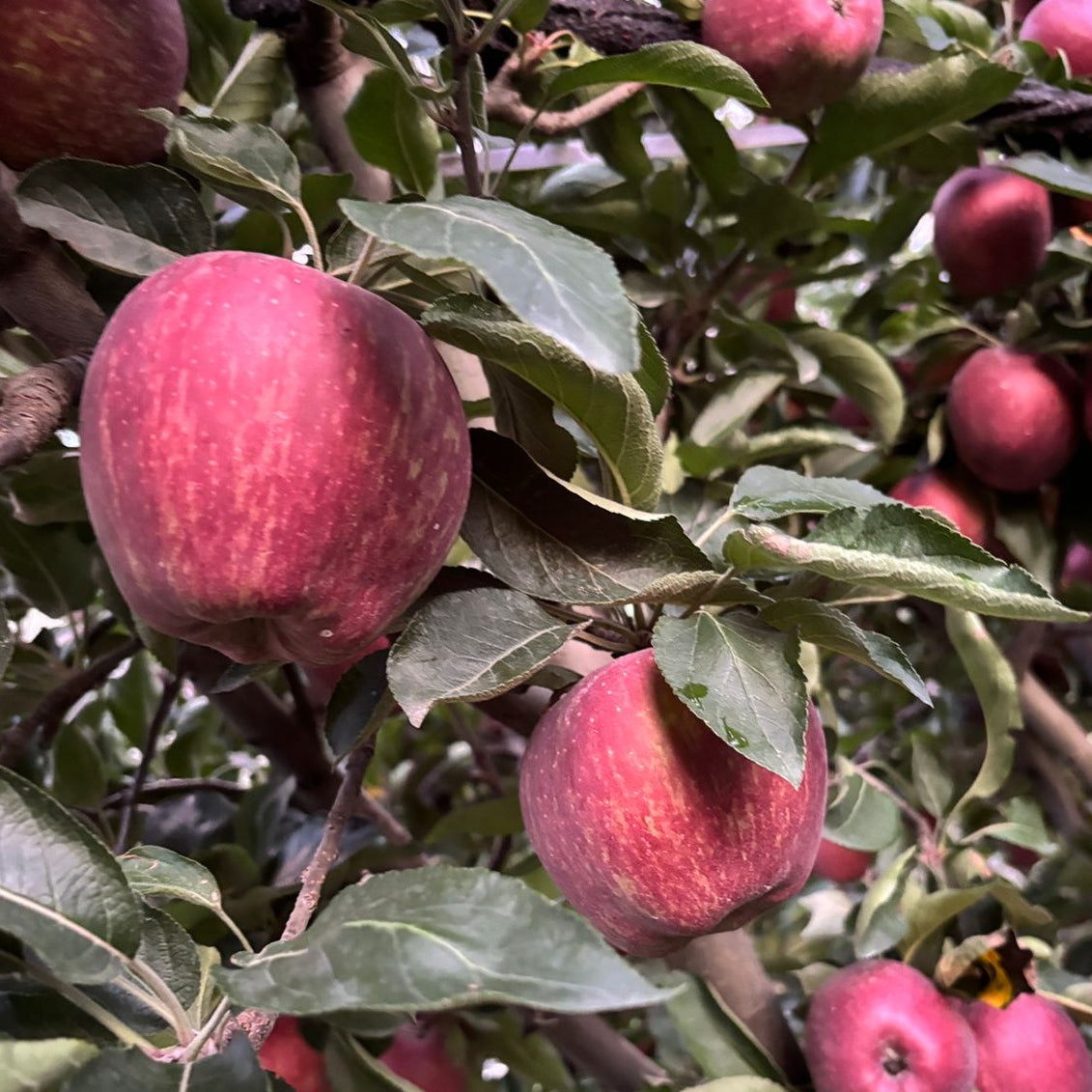 APPLE - RED SPUR