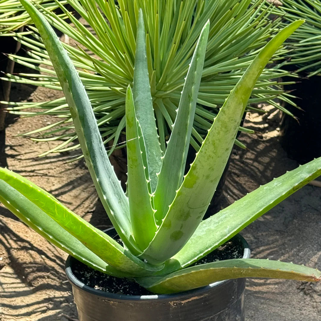 ALOEVERA PLANT