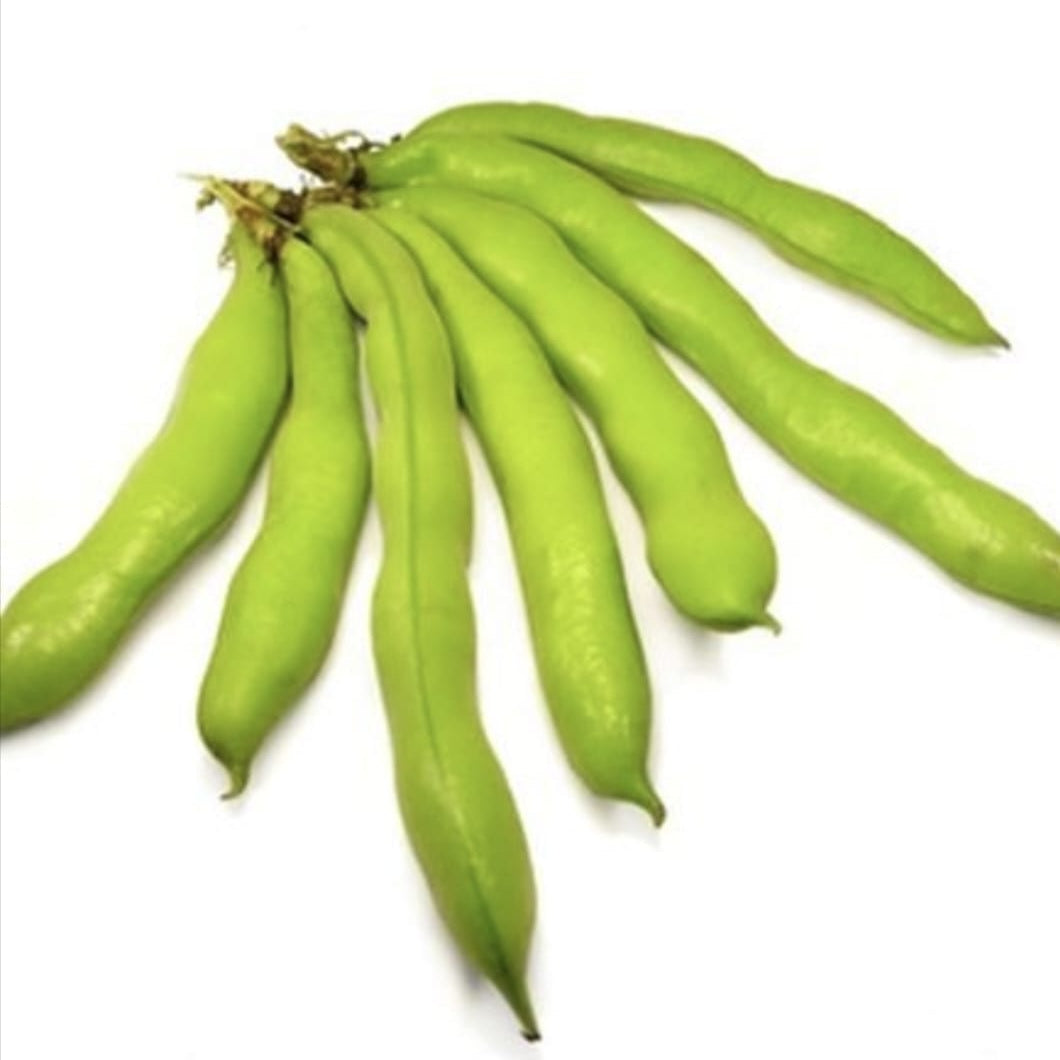 BAKLA PHALI/ INDIAN BROAD BEANS Natural  &  Organic