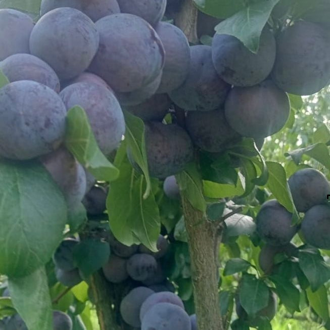 PLUM - FRIAR | The Altitude Store - Organic Products |