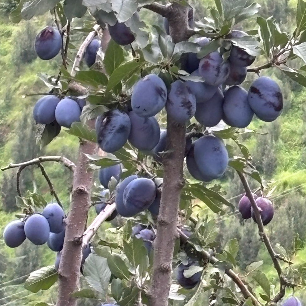 FRESH PRUNE | Natural  &  Organic
