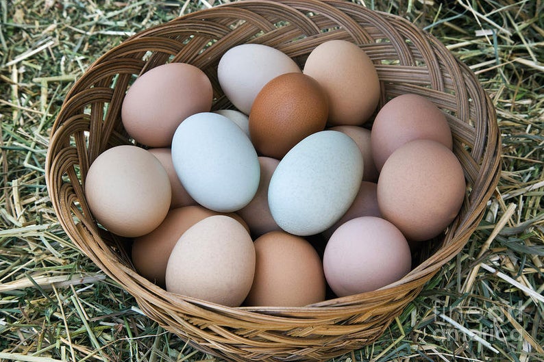 Eggs - From Free Range Pasture Raised Desi Chicken