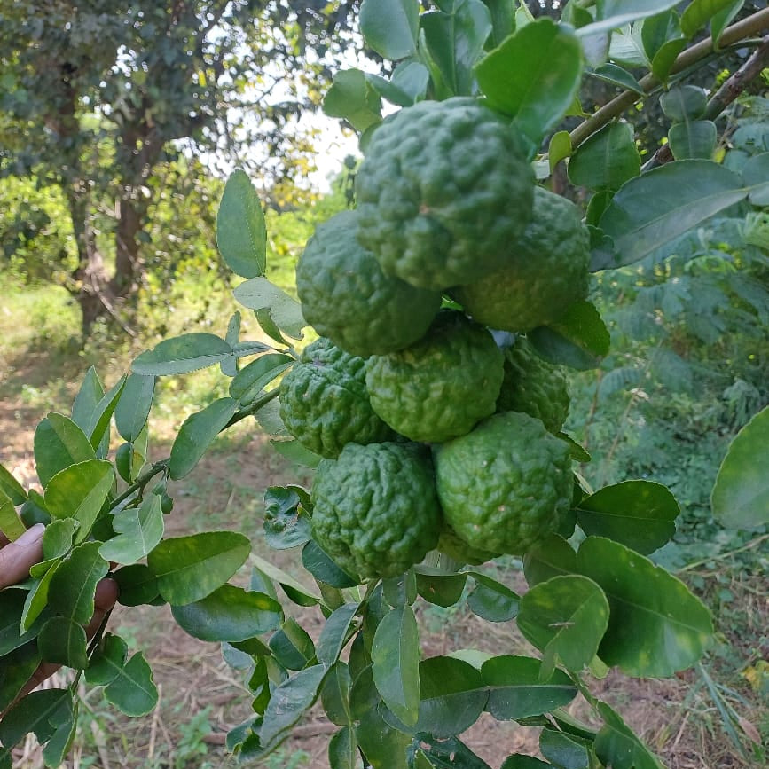 KAFFIR LIMES | Natural  &  Organic