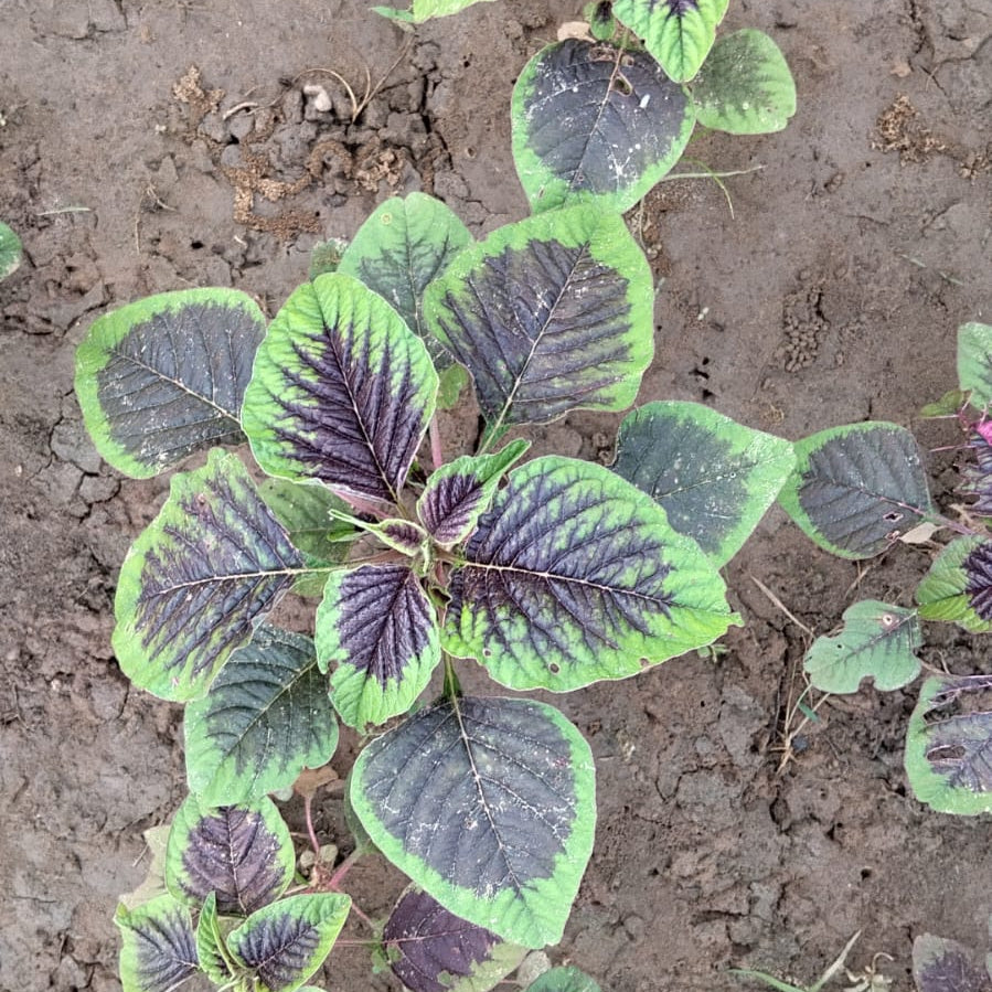 SAAG - CHAULAI GREEN & PURPLE