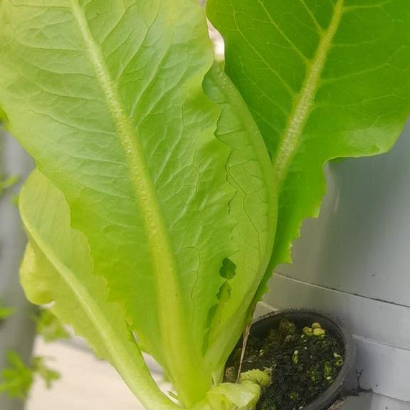 LETTUCE - GREEN - ROMAINE | Natural  &  Organic 