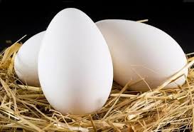 GOOSE EGGS - PER PIECE