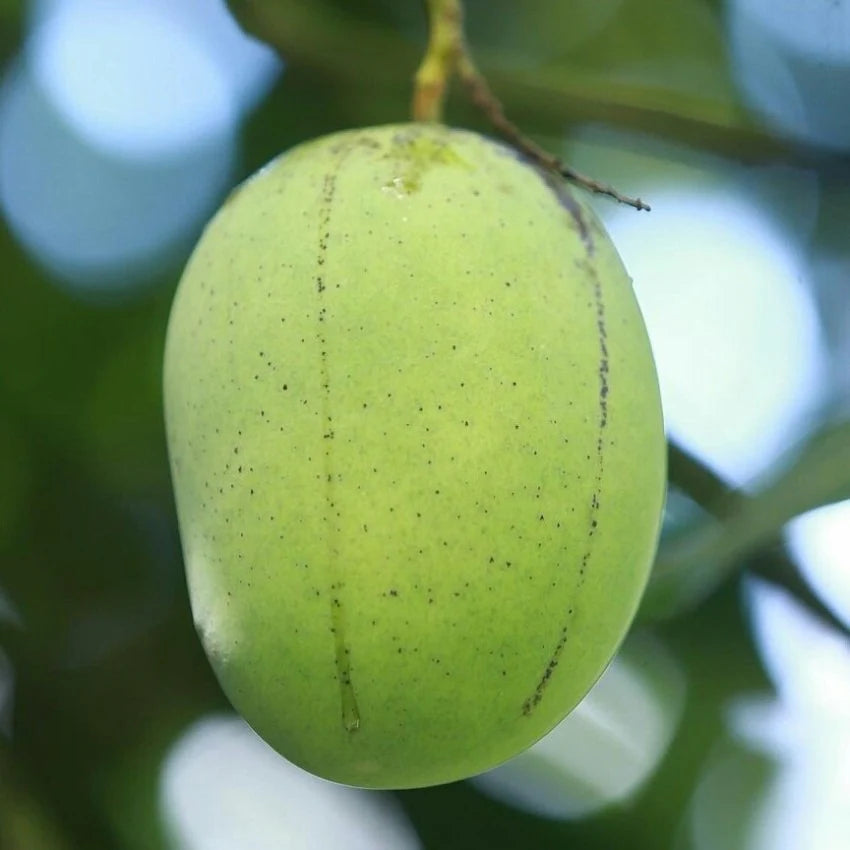 MANGO - LANGRA | Natural  &  Organic
