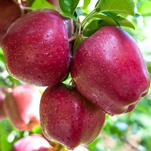 APPLE - GULMAST | Natural  &  Organic