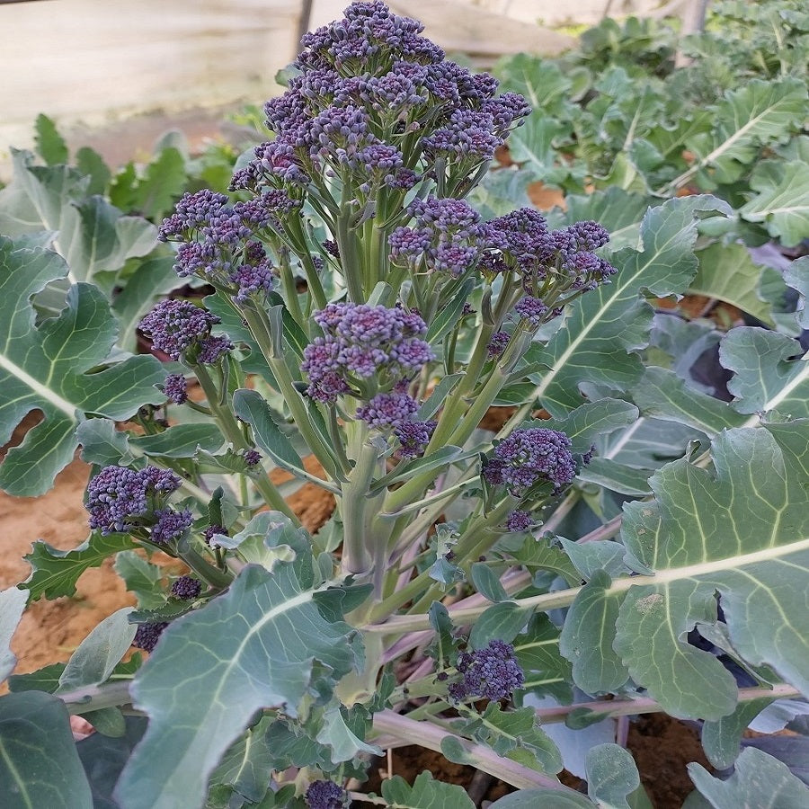 SPROUTING BROCCOLI PURPLE