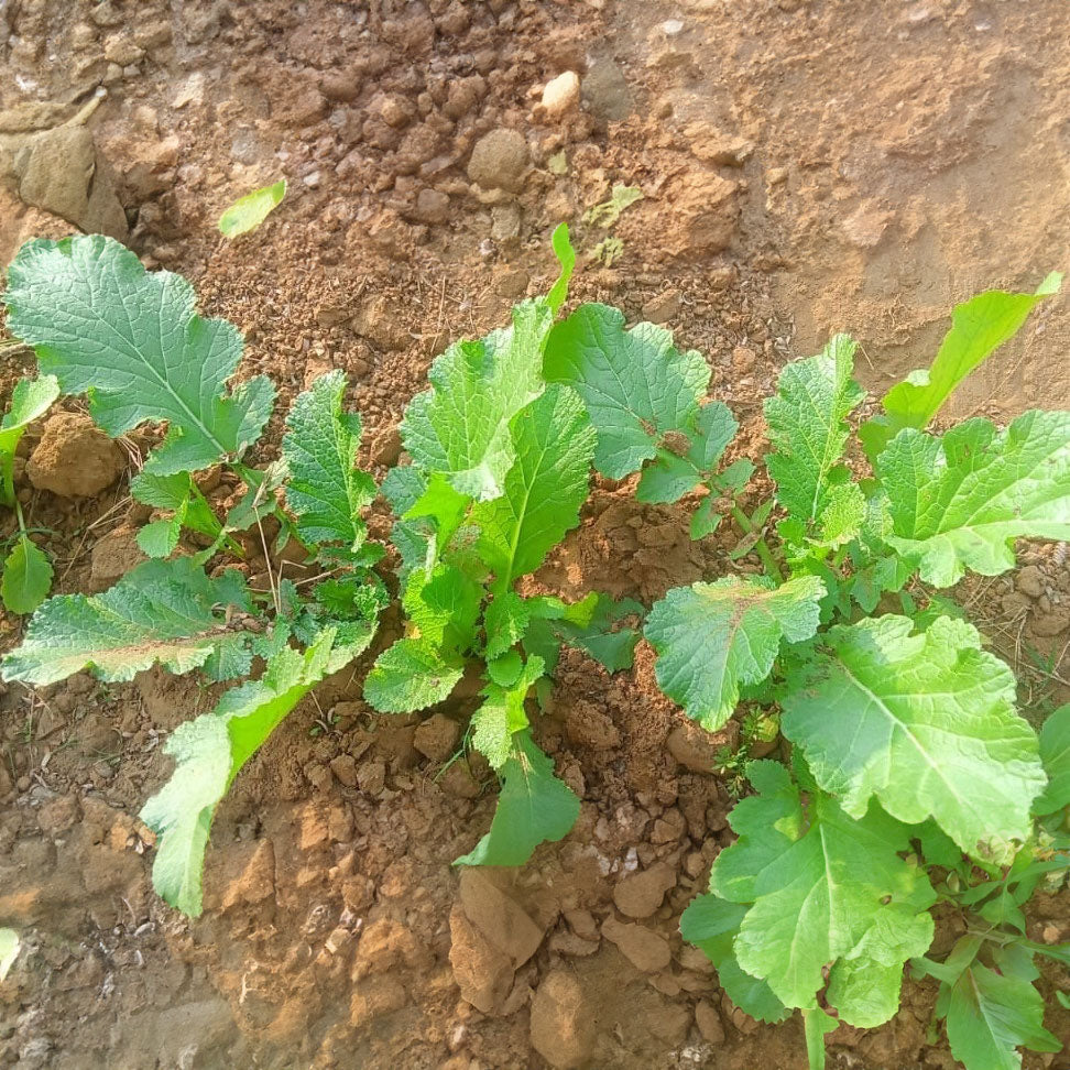 Organic Products | SAAG - RAI | The Altitude Store