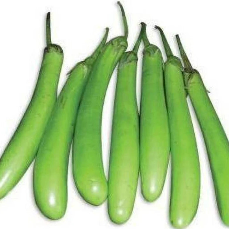 EGGPLANT / BAIGAN - GREEN LONG