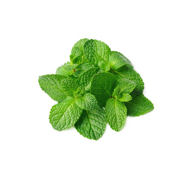 FRESH MINT / PUDINA