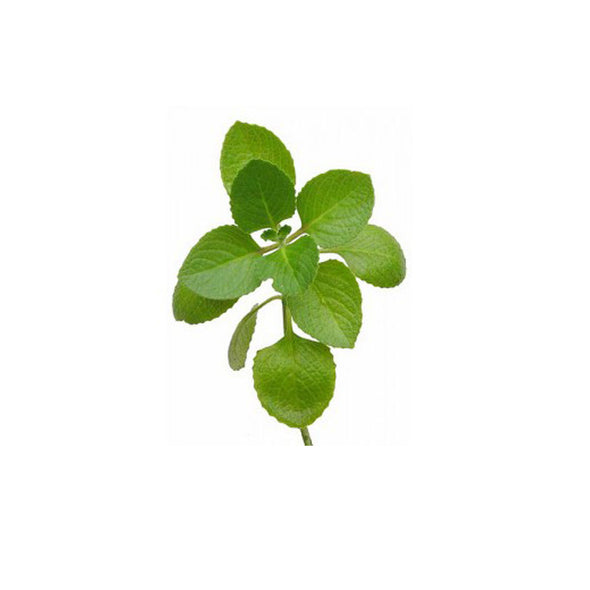 FRESH OREGANO