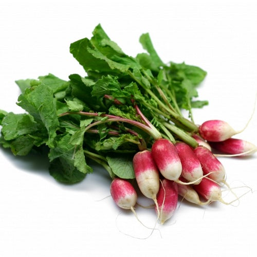 Organic Products | RADISH / MOOLI - FRENCH BREAKFAST | The Altitude Store