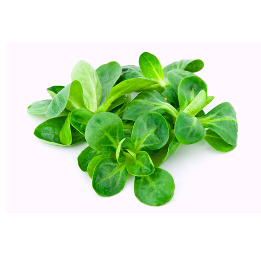 Organic Products | MACHE / LAMBS LETTUCE | The Altitude Store