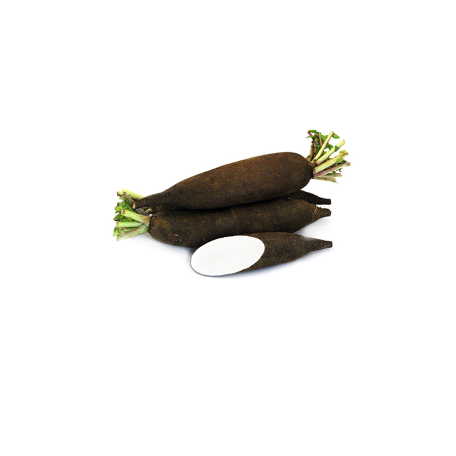 RADISH BLACK LONG / MOOLI