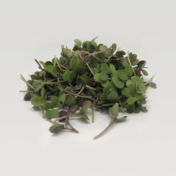 MICROGREENS - RED CABBAGE