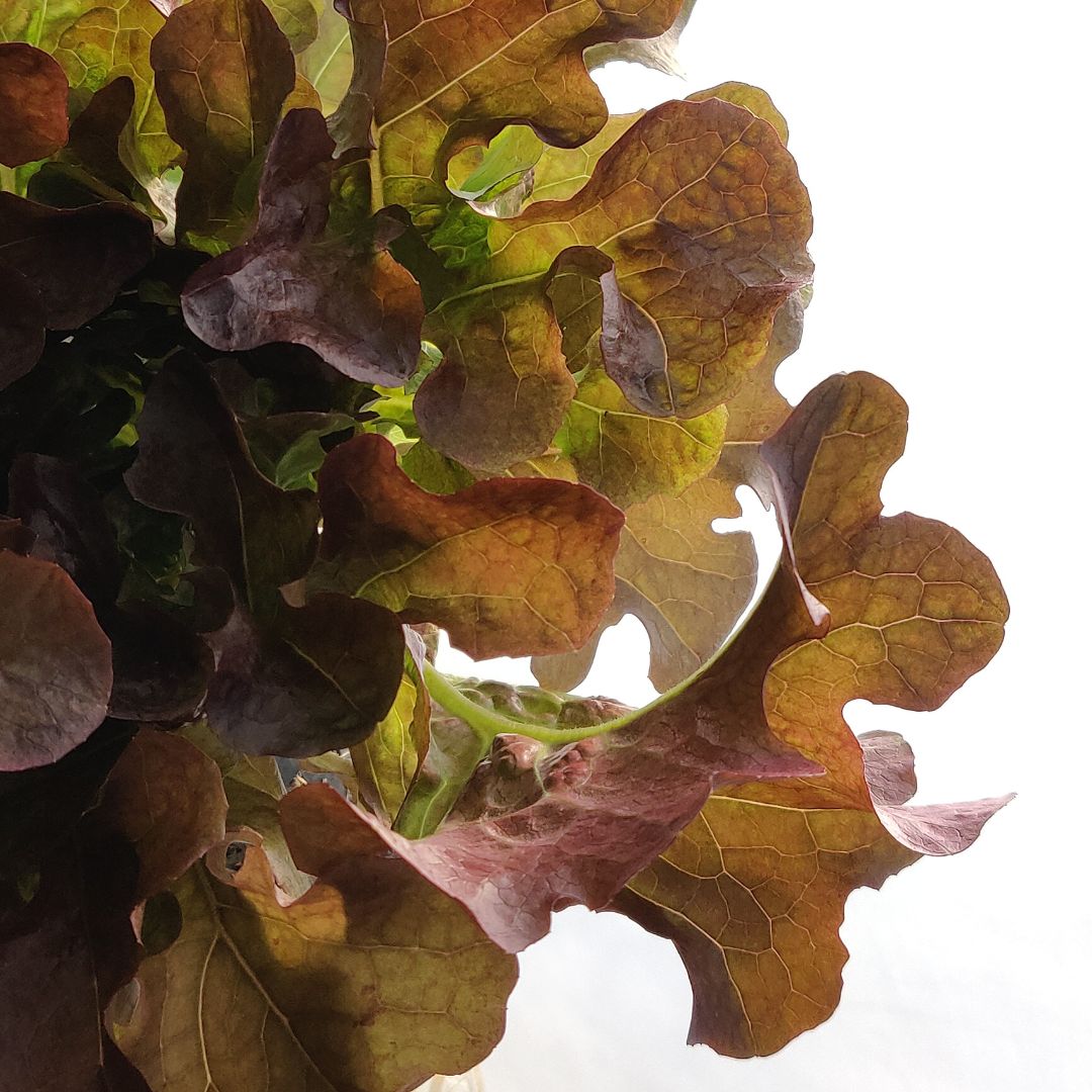 LETTUCE - RED - OAK LEAF | Natural  &  Organic 