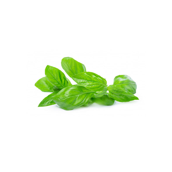 BASIL - GREEN - ITALIAN