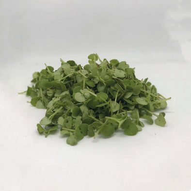 MICROGREENS - BASIL
