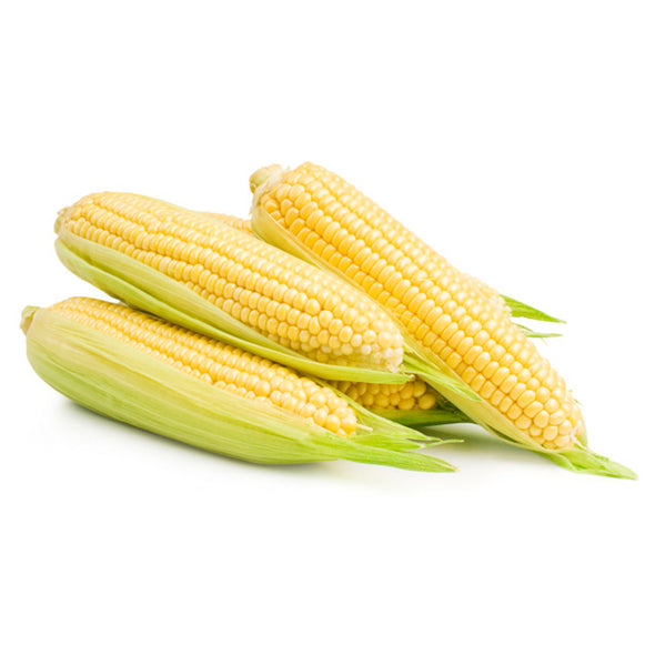 CORN ON THE COB (SWEET CORN)