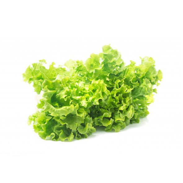 LETTUCE - GREEN LEAF