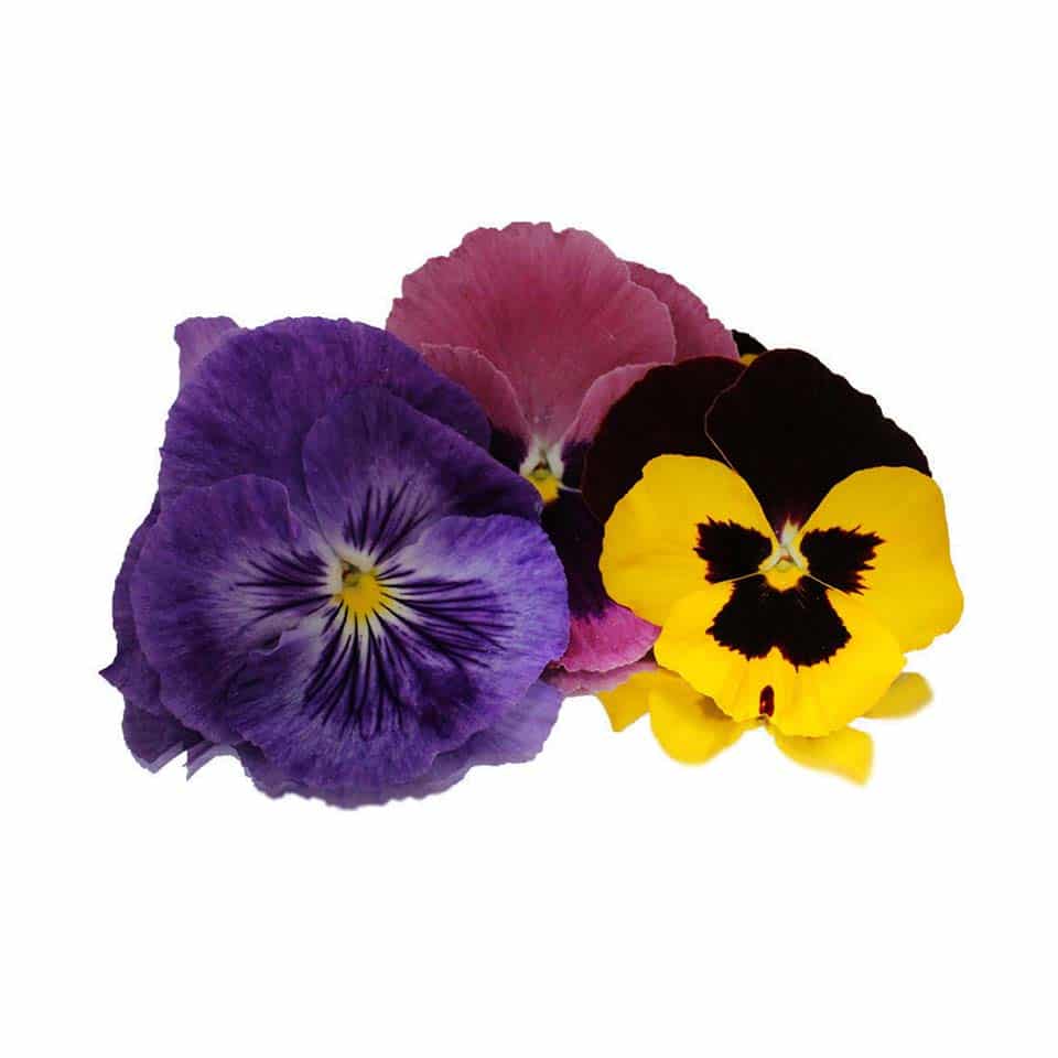 EDIBLE FLOWERS - PANSY FLOWERS