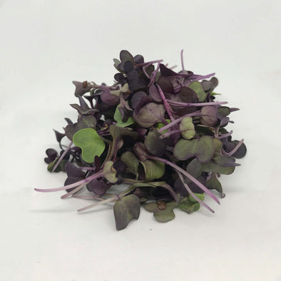 MICROGREENS - RADISH - PURPLE