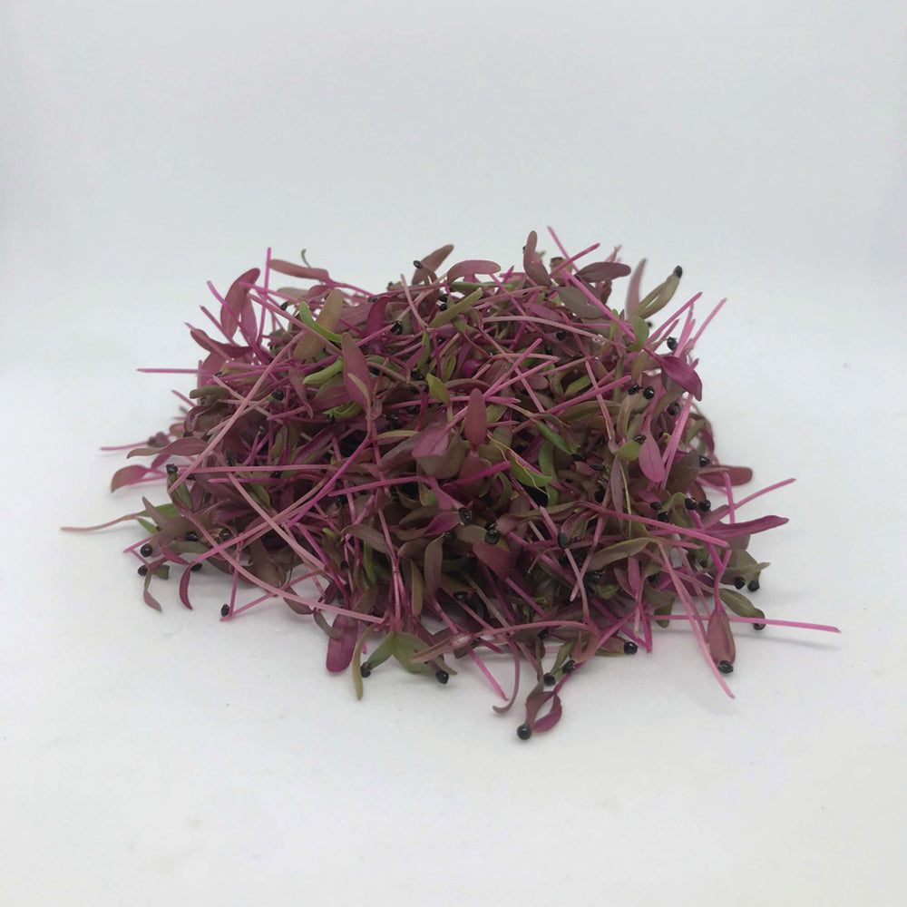 MICROGREENS - AMARANTH - RED | Natural  &  Organic 