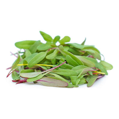 MICROGREENS - SWISS CHARD